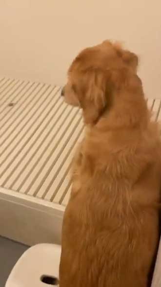 ゴールデンレトリバー お風呂 好き 湯船 先客