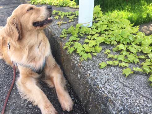 ゴールデンレトリバー お風呂 好き 湯船 先客