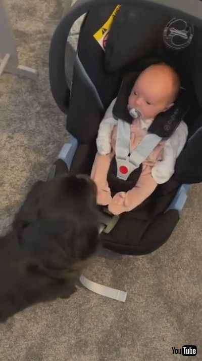 「Baby Drops Pacifier in Shock Over Seeing Pet Dog For First Time - 1213981」