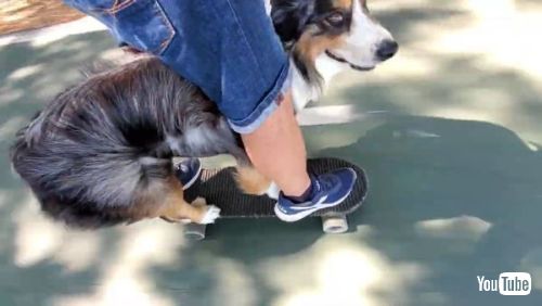 Skateboarding Dog