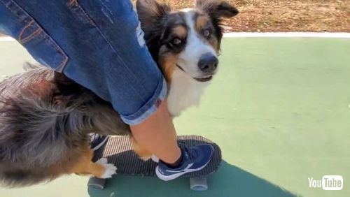 Skateboarding Dog