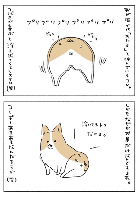 わんことのお散歩で気にして欲しいこと