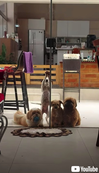 チームでガラス戸を開けるワンコたち