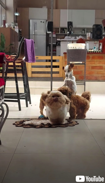 チームでガラス戸を開けるワンコたち