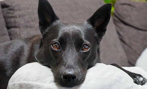 たびちゃん顔アップ