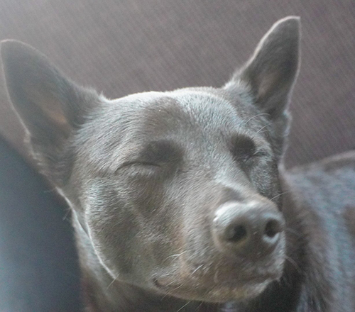 にっこりたびちゃん