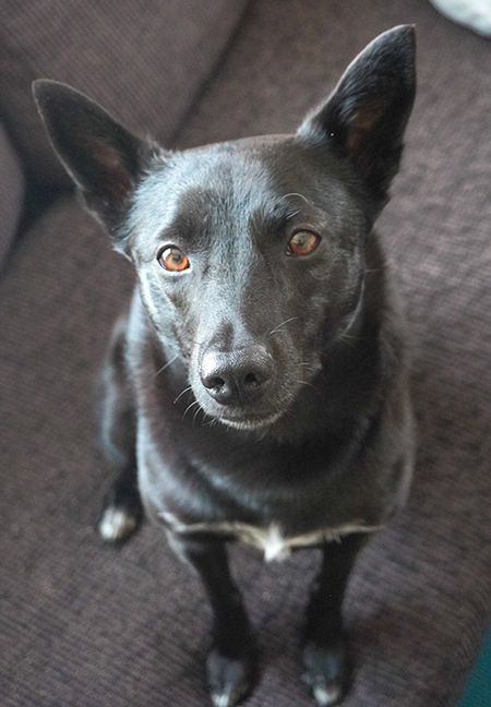 たびちゃんおすわり