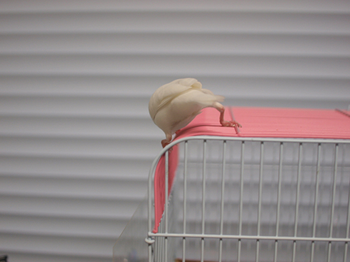 ガニ股ルブランさん