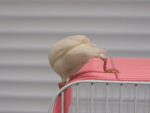 ガニ股ルブランさんアップ