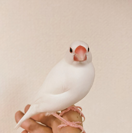 正面ルブランさん