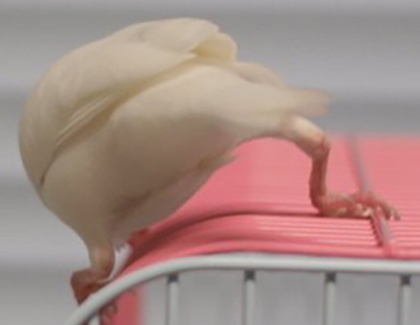 ガニ股ルブランさんトリミング