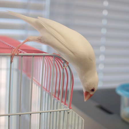 ストレッチルブランさん