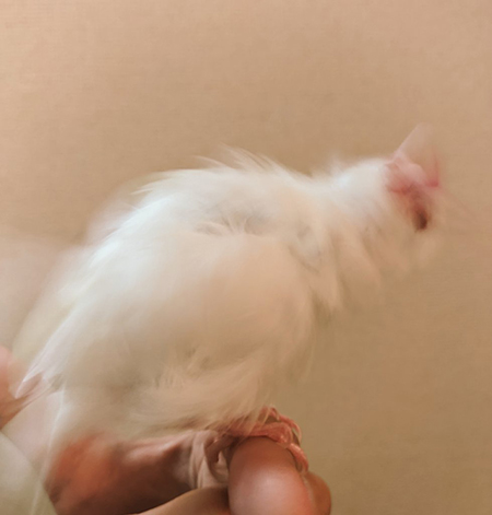 ドリルルブランさん