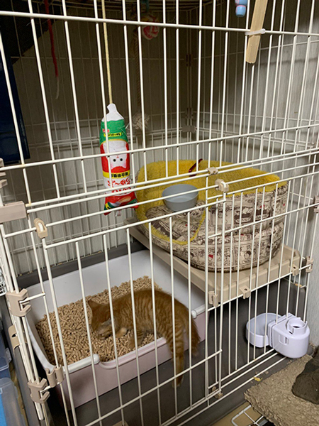 ケージ越しの子猫