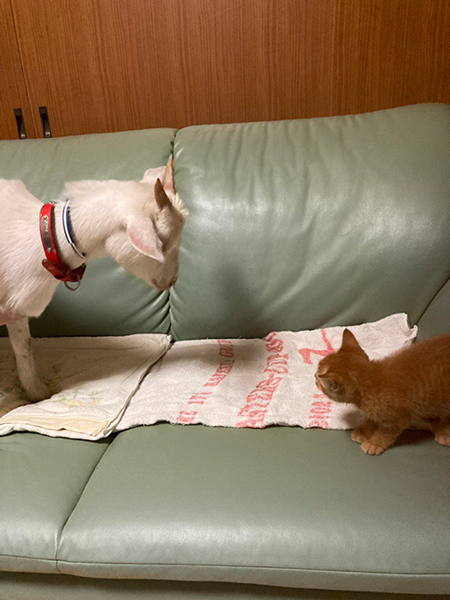 ヤギと子猫