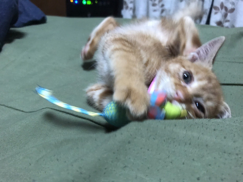 遊ぶ子猫