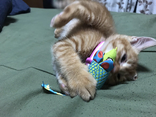 夢中になって遊ぶ子猫