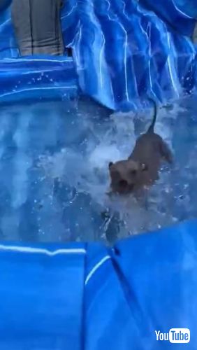 Plunge Down Waterslide