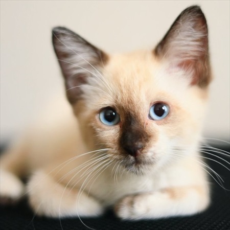 足にしがみついてきた猫ちゃん