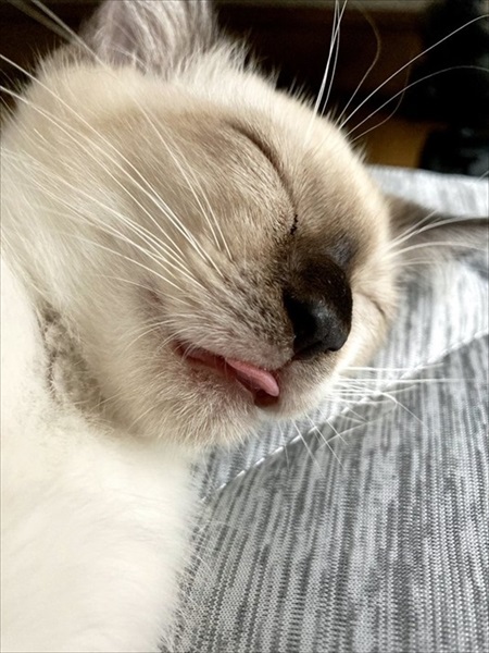 足にしがみついてきた猫ちゃん