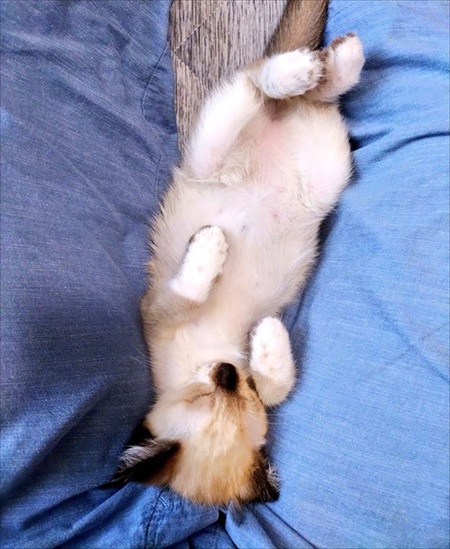 足にしがみついてきた猫ちゃん