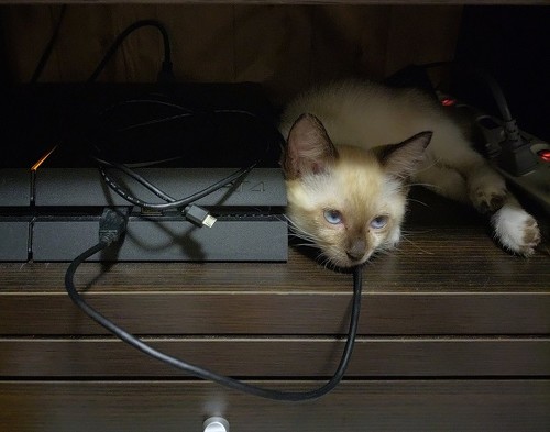 足にしがみついてきた猫ちゃん