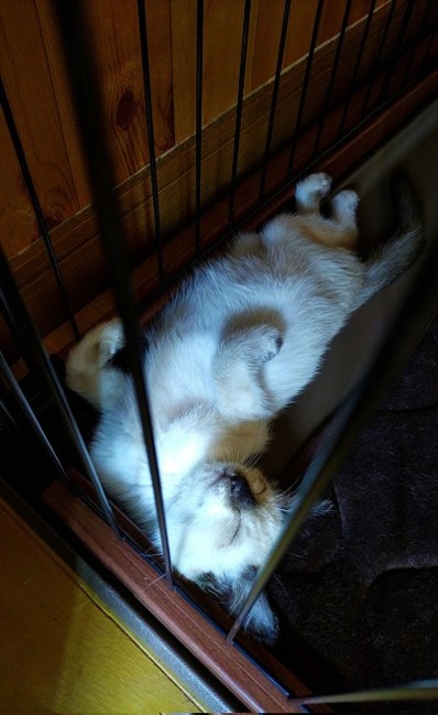 足にしがみついてきた猫ちゃん