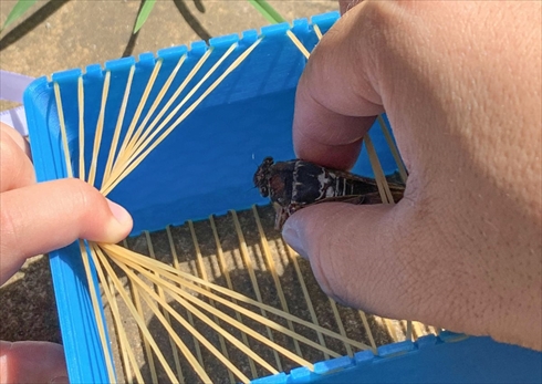 虫かご 3Dプリンター