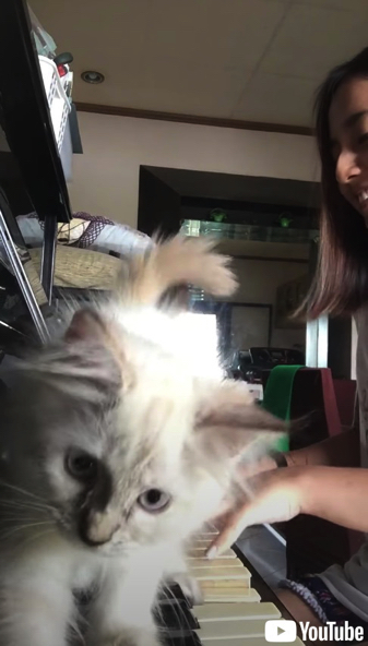 ピアノをひく指にじゃれる子猫