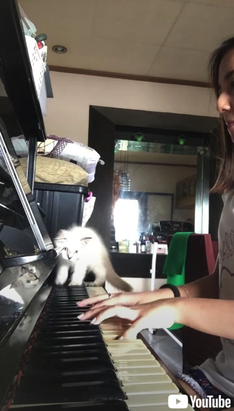ピアノをひく指にじゃれる子猫