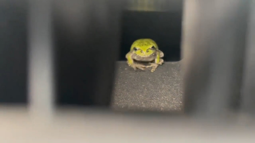 カエルさんややピンボケ