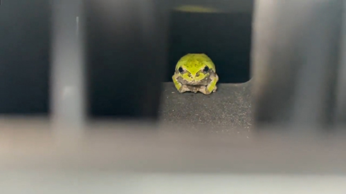 腕組みカエルさん