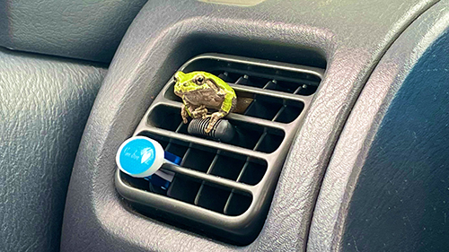 置物っぽいカエルさん