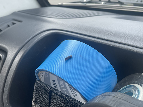 カエルさんの糞