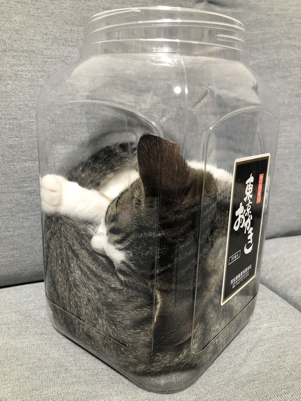 おかきの箱に入っちゃったわらびちゃん