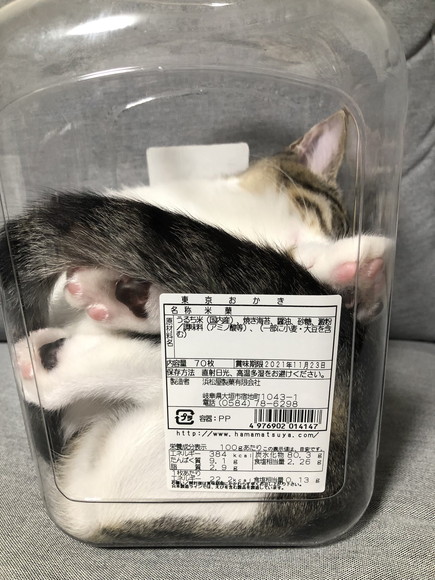 おかきの箱に入っちゃったわらびちゃん