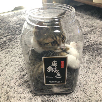 おかきの箱に入っちゃったわらびちゃん