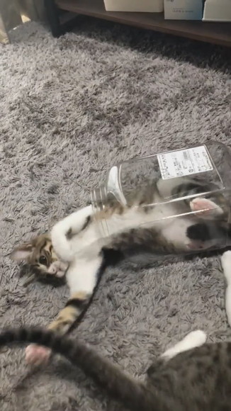 おかきの箱に入っちゃったわらびちゃん