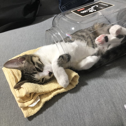 おかきの箱に入っちゃったわらびちゃん