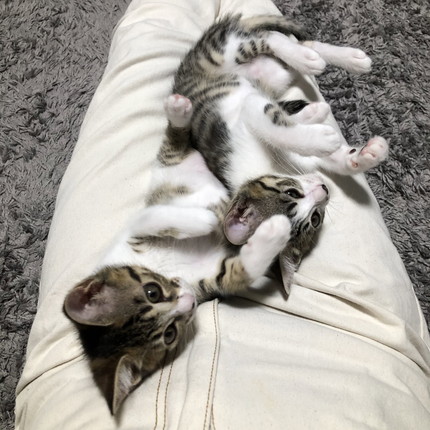 わらびちゃんときなこちゃん