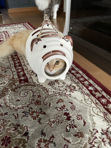 蚊取りアーマー装備エマちゃん