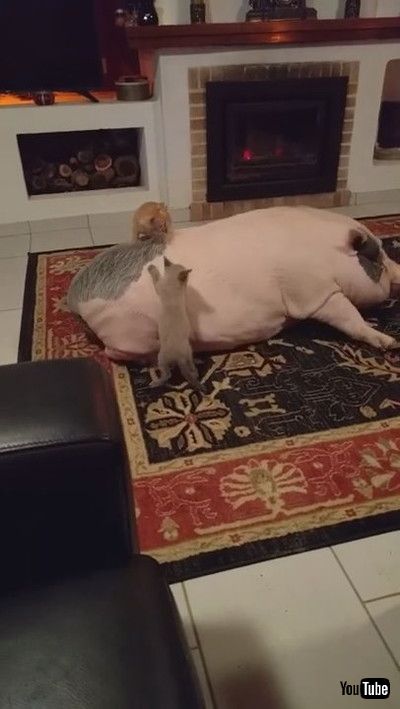 「Rambunctious Kitties Play on a Pig || ViralHog」