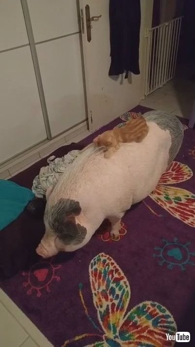 「Rambunctious Kitties Play on a Pig || ViralHog」