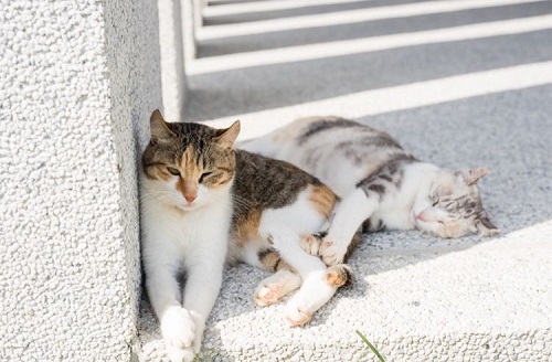 ペット手帳 ベストショット