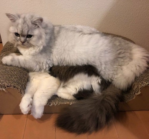 ペット手帳 ベストショット