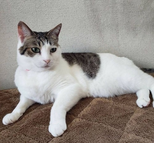 ペット手帳 ベストショット