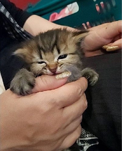 ペット手帳 ベストショット