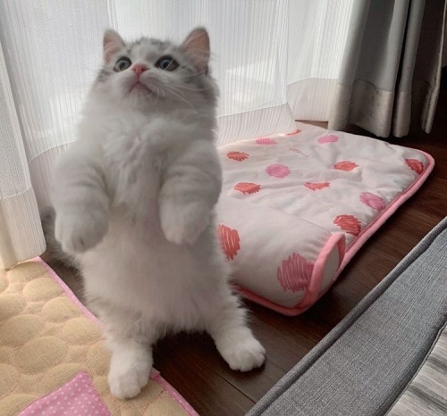 ペット手帳 ベストショット