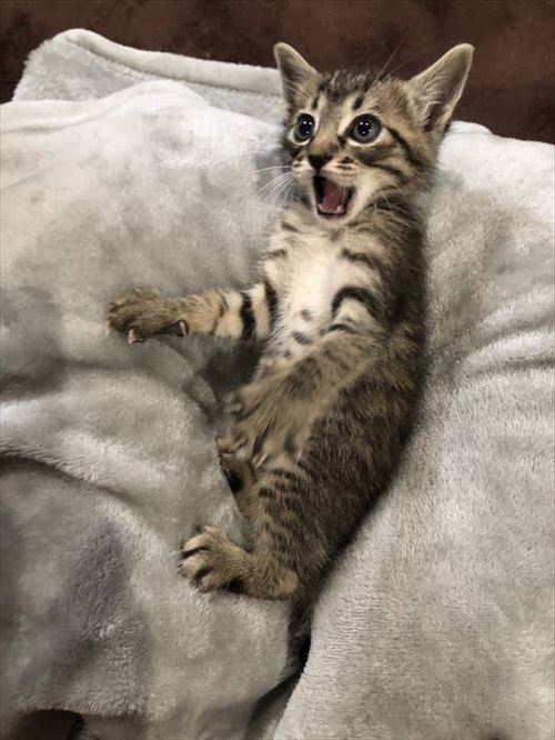 ねこ保護