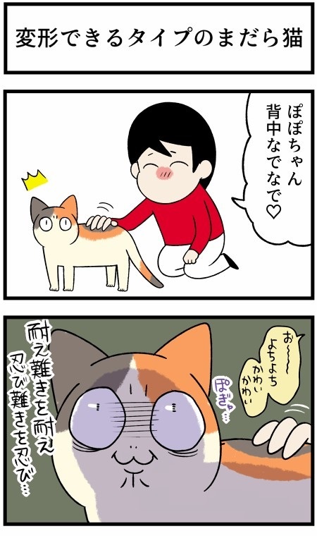 人懐こい新入り猫ちゃん